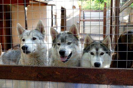 Dog Carnivore Dog Breed Fence