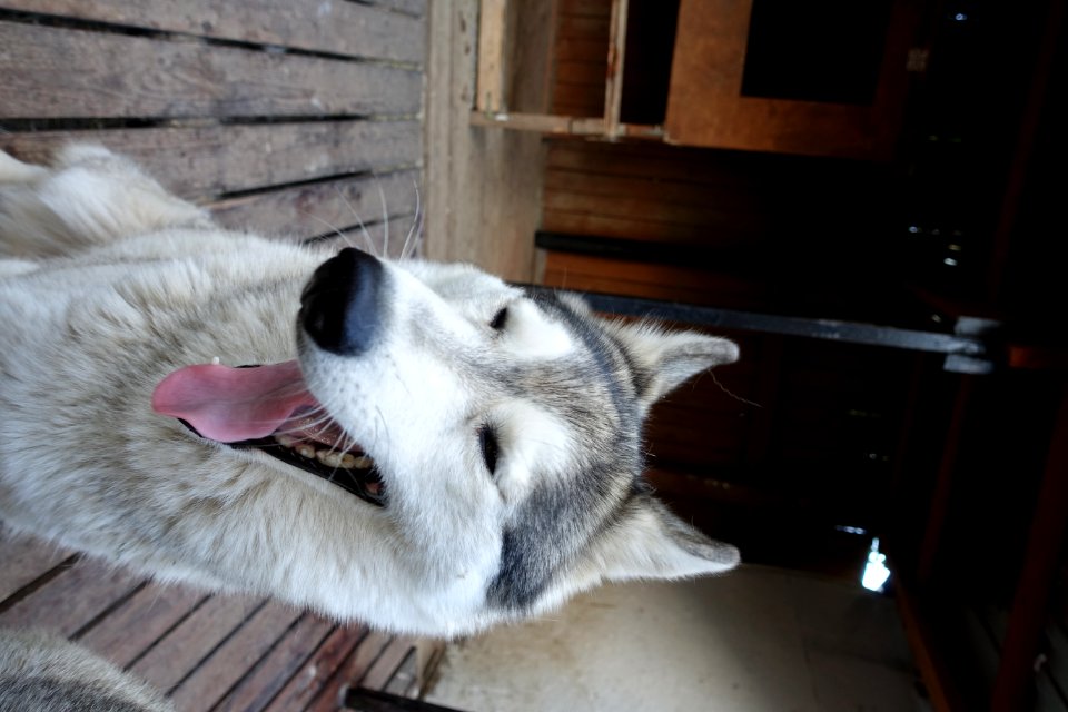Head Dog Eye Dog Breed
