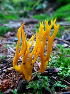 Keulenpilz forest floor yellow