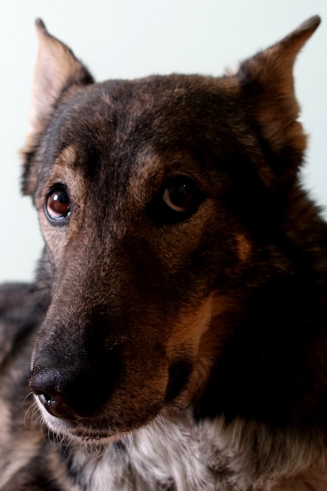 Dog Dog Breed Carnivore Jaw photo