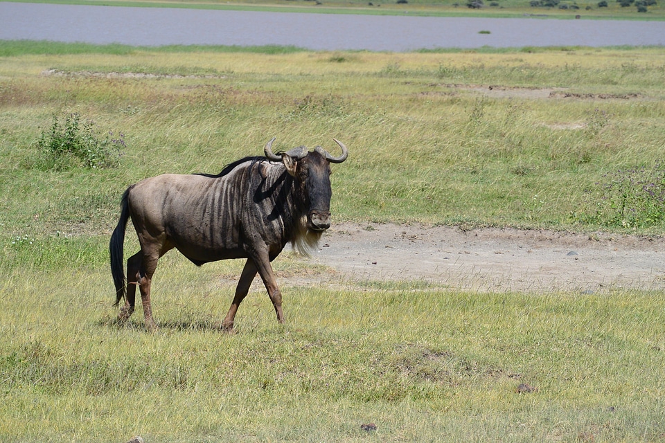 Animal mammal african