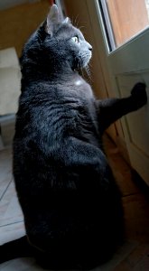 Cat Window Carnivore Felidae photo