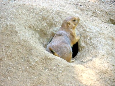 Prairie Dog