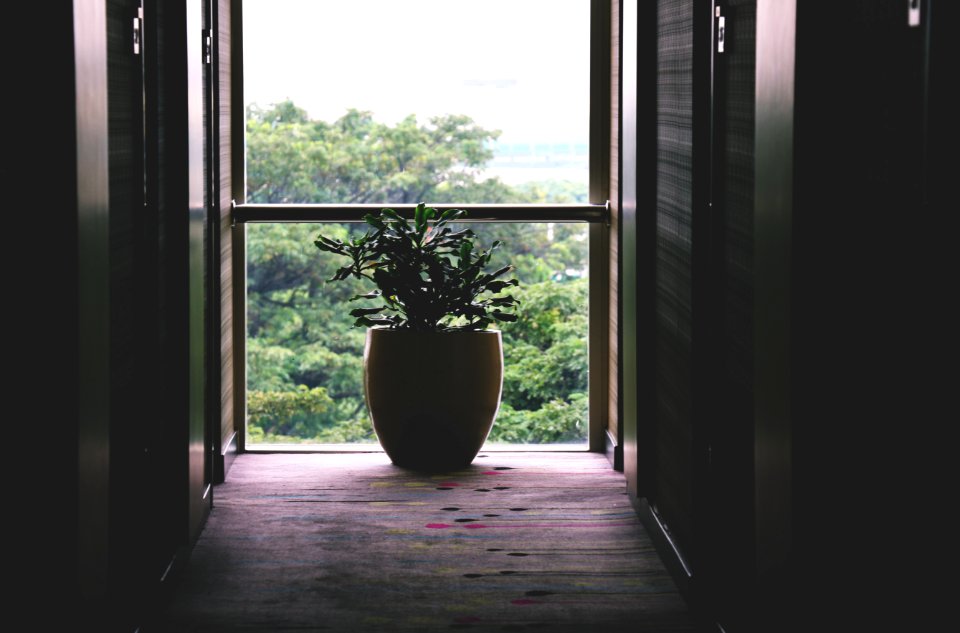 Hallway And Window