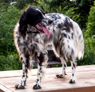 Dutchess The Llewellin Setter