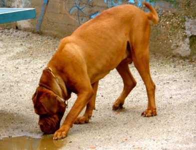 Rain Water Is Good