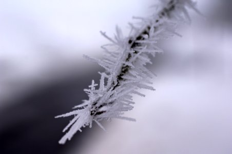 Frost On Branch
