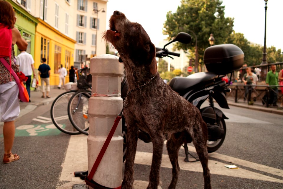 Un Chien Inquiet Son Maitre Nest Plus La