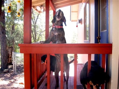 Dog Outerwear Window Wood