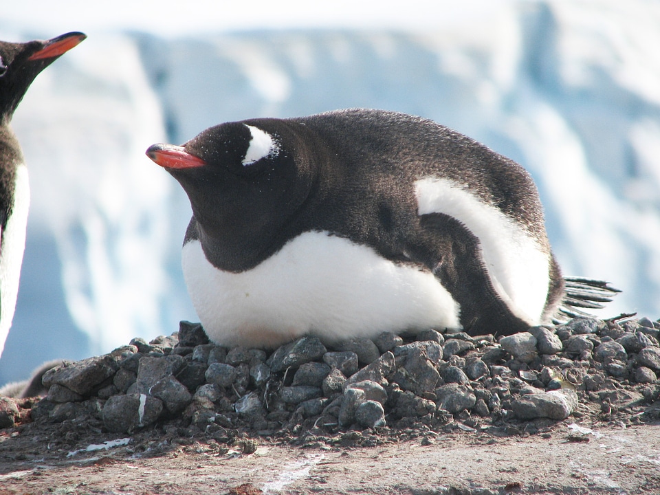Wildlife bird flightless