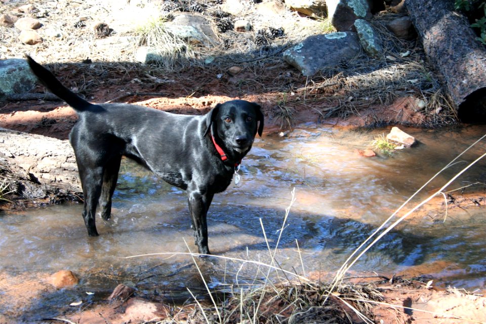 Nothing A Labrador Likes Better Than Finding Water