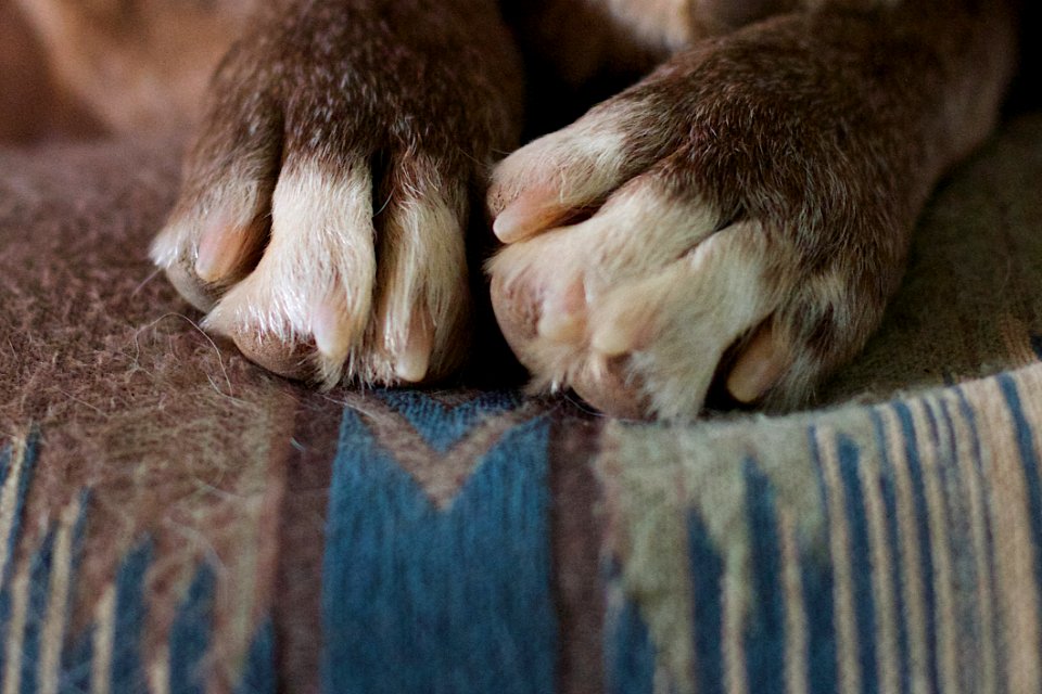 Just Be Paws photo