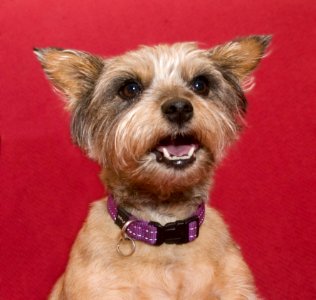 Dog Carnivore Dog Breed Collar