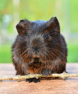 Nager rodent animal