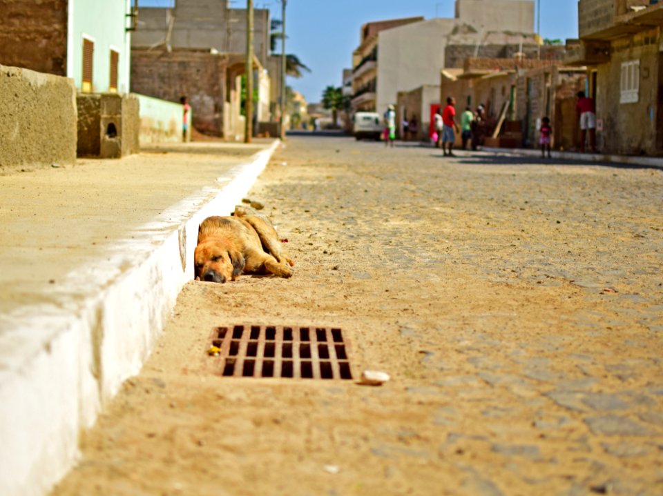 Cape Verde Street Dog