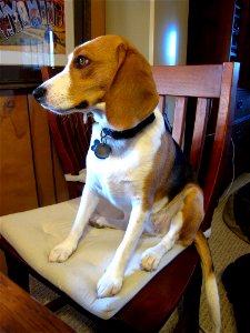 If I Sit Nicely In The Chair Can I Eat At The Table