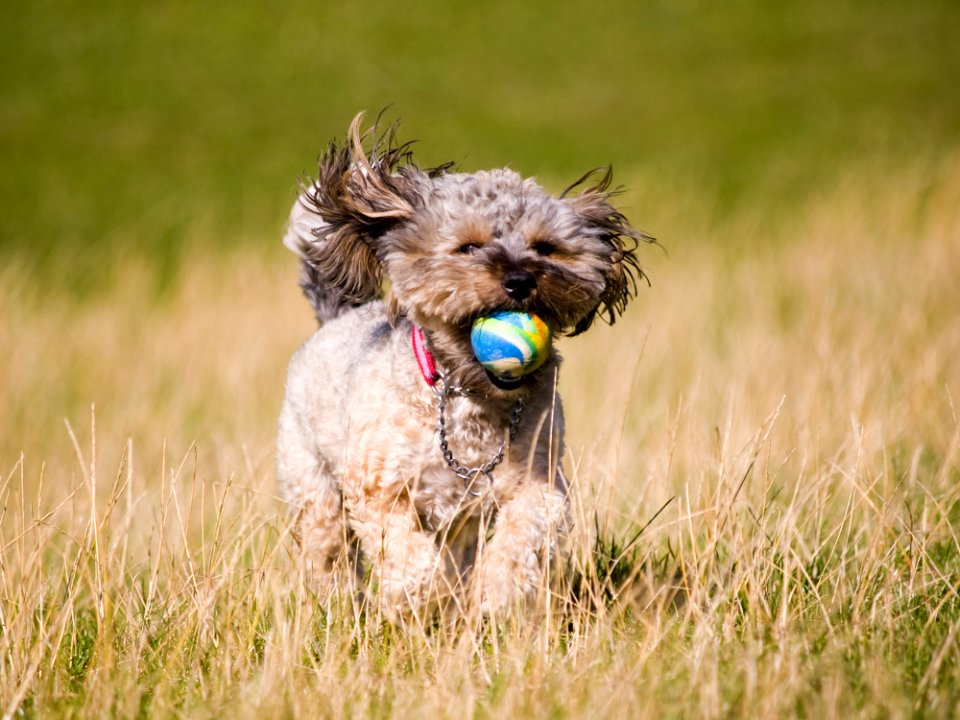 Dogs - 036 - 08242006