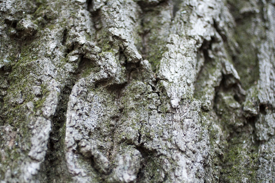Texture wood pattern