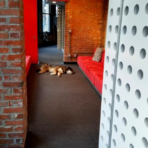 Let Sleeping Dogs Lie 20160222131510