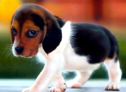 Cute Puppies  December 18 2015 At 0410PM