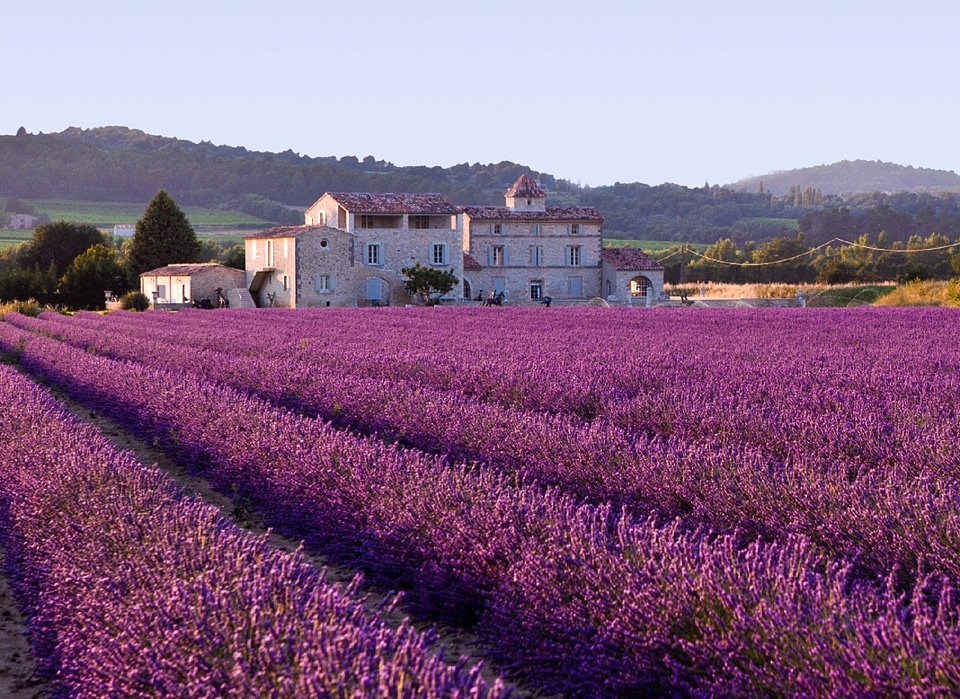 Violet aroma blossom