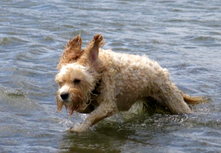 Maggie At Brighton Dog Beach