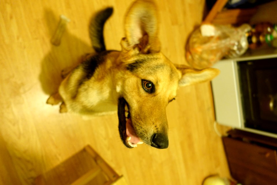 Dog Table Wood Dog Breed