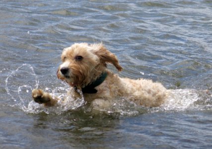 Maggie At Brighton Dog Beach