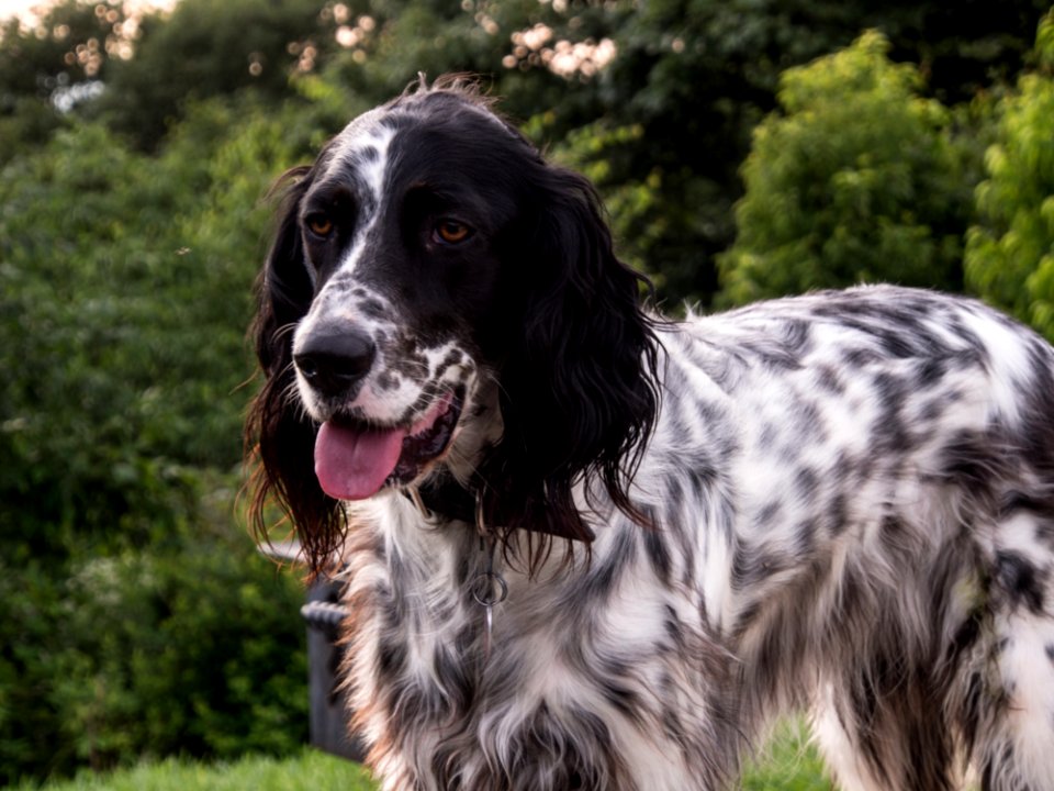 Dutchess The Llewellin Setter