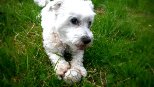 Snoopy Wants To Play CC0 o)