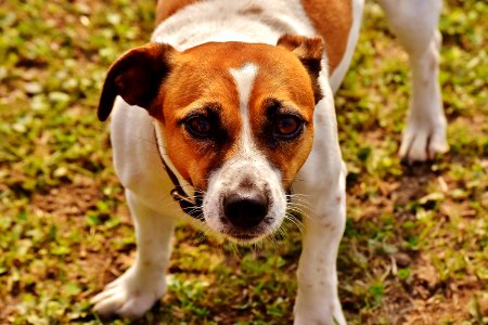 Brown And White Jack Russell Terrier photo