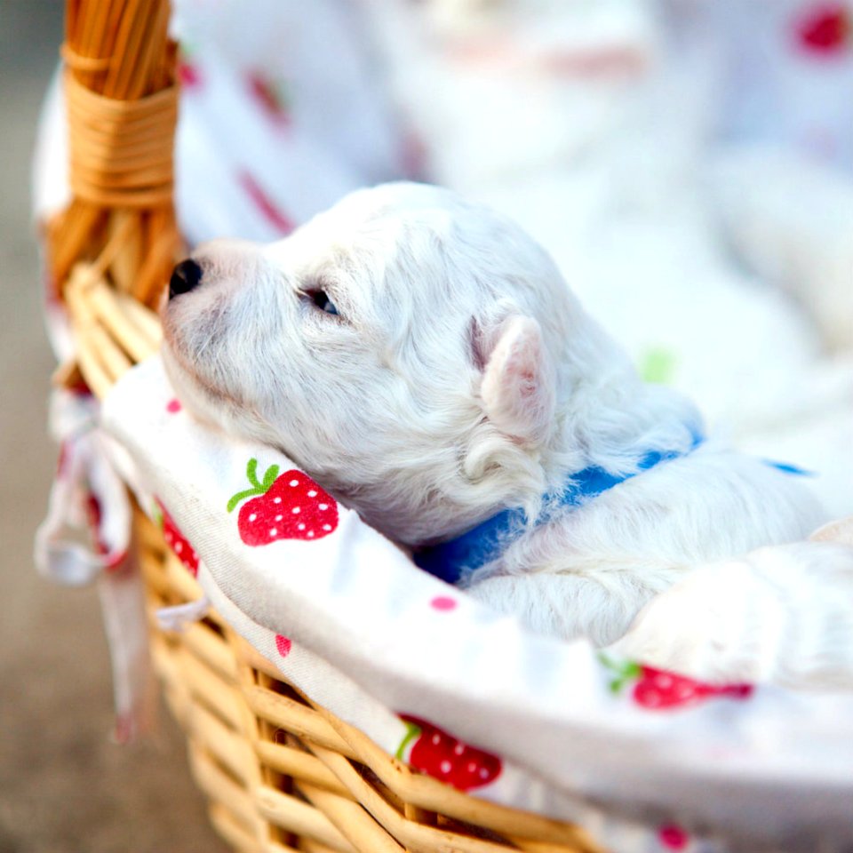 Cute Puppies  January 26 2016 At 1259PM