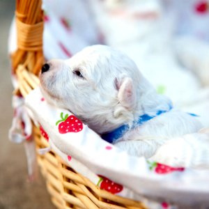Cute Puppies  January 26 2016 At 1259PM