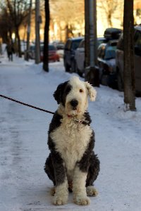 2011365363 Dignified Montreal Pup