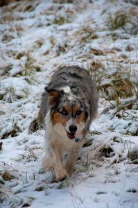 Dax Romping In The Snow