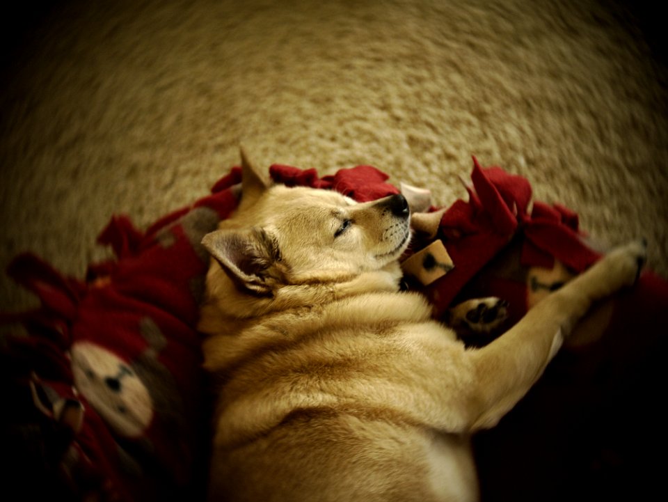 Dog Felidae Carnivore Jaw