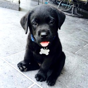 Cute Puppies  December 20 2015 At 0936AM