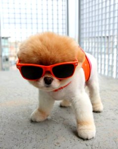Cute Puppies  December 18 2015 At 0839AM