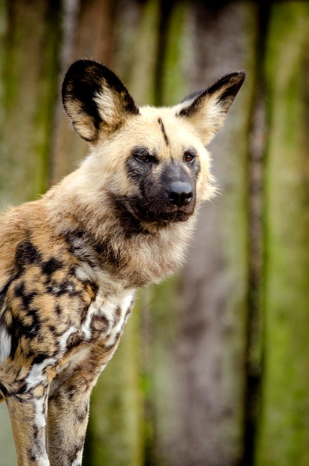 African Wild Dog