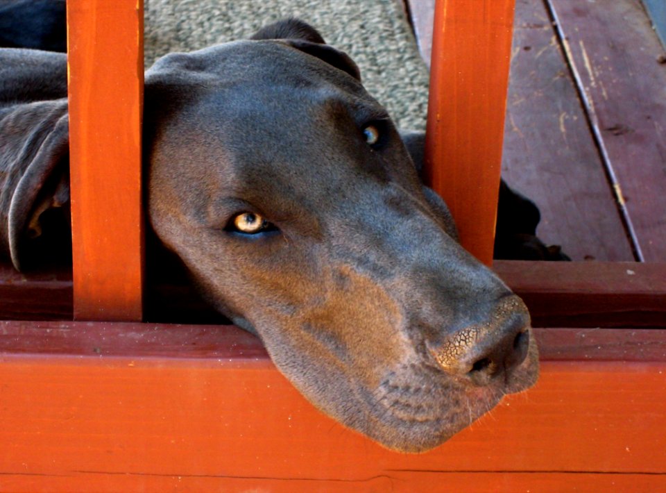 Kaska