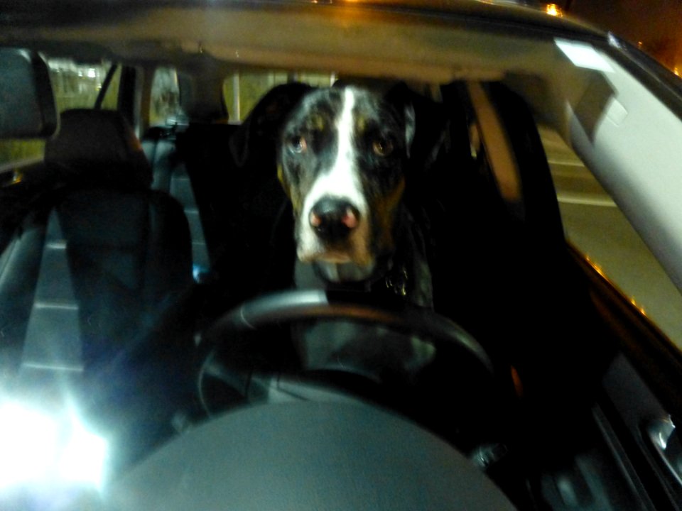 Dog Vehicle Motor Vehicle Automotive Lighting