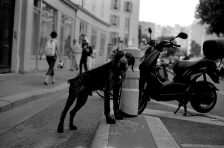 Un Chien photo