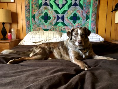 King Of The Bed photo