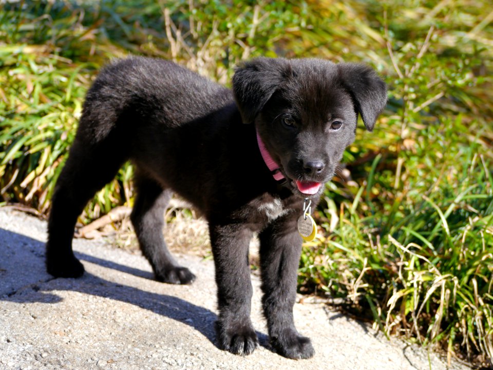 Puppy Friend Callie photo