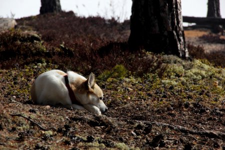 Let Sleeping Dogs Lie