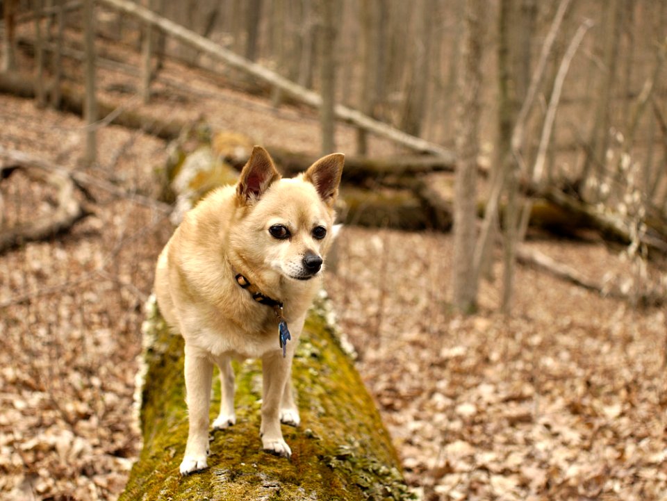 Dog Dog Breed Carnivore Companion Dog