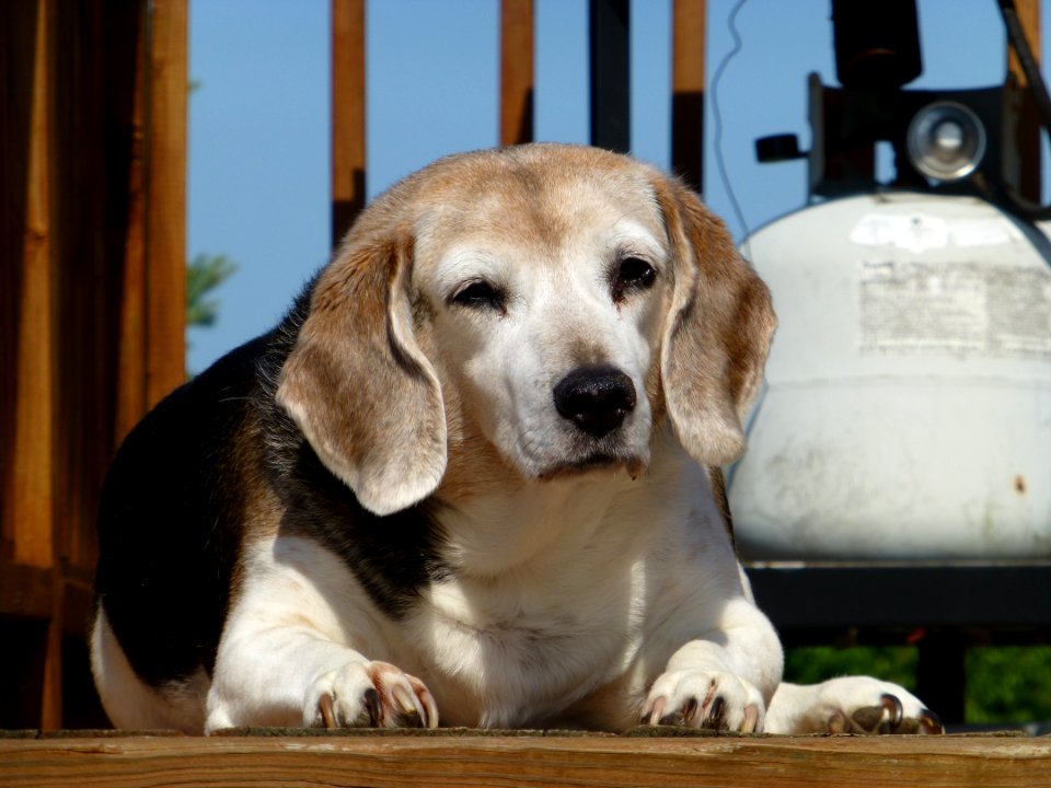 Dog Carnivore Curtain Dog Breed