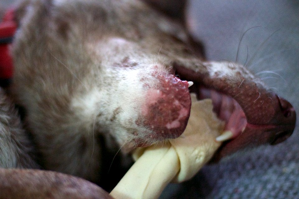 Nothing Like S Good Bone