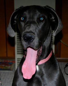 One Loooooong Tongue