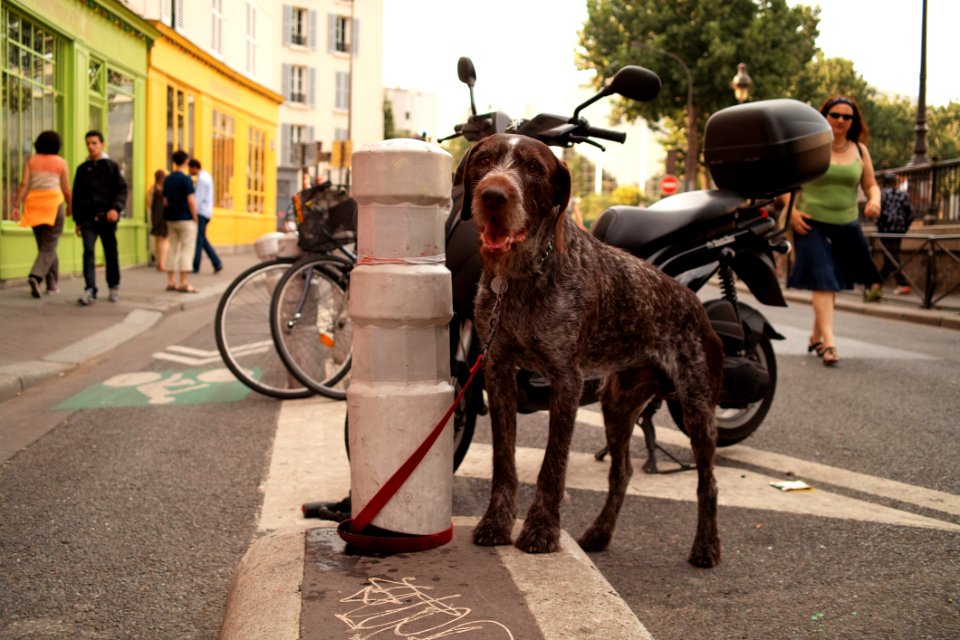 Un Chien Inquiet Son Maitre Nest Plus La